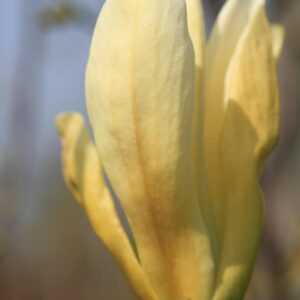 Magnolia 'Limelight'