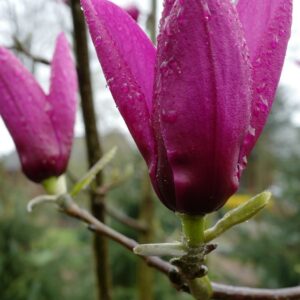 Magnolia 'Livingstone'