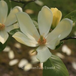 Magnolia 'Maxine Merrill'
