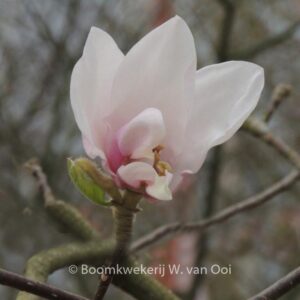 Magnolia 'Milky Way'