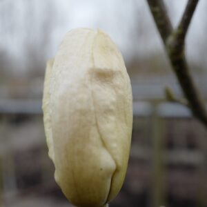 Magnolia 'Moon Dance'
