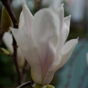 Magnolia 'Pegasus'