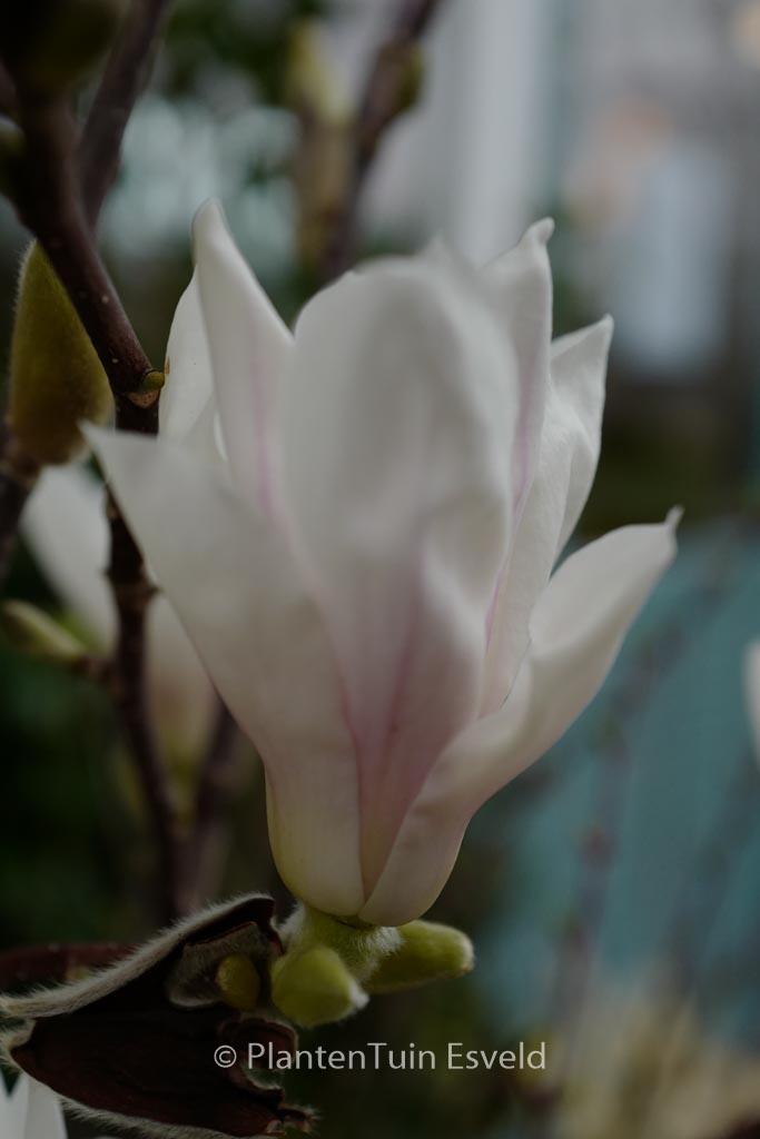 Magnolia 'Pegasus'