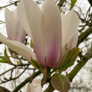 Magnolia 'Peppermint Stick'