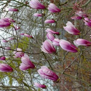 Magnolia 'Pickard's Schmetterling'