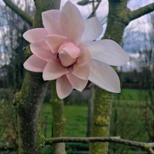 Magnolia 'Pink Beauty'