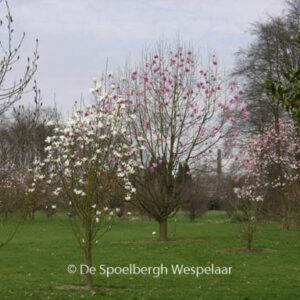 Magnolia 'Purple Breeze'