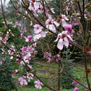 Magnolia 'Purple Star'