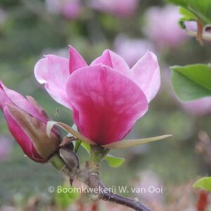 Magnolia 'Red As Red'