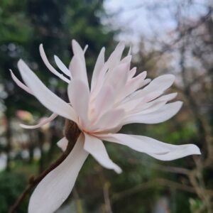 Magnolia 'Royal Crown'