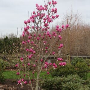 Magnolia 'Shirazz'