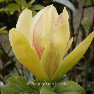 Magnolia 'Sunsation'