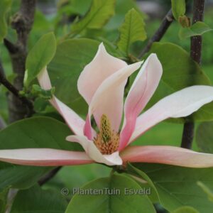 Magnolia 'Sunset Swirl'