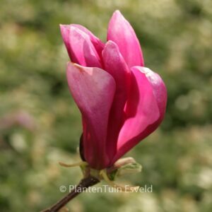 Magnolia 'Susan'