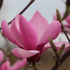 Magnolia 'Yaeko'