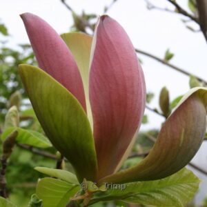 Magnolia brooklynensis 'Woodsman'