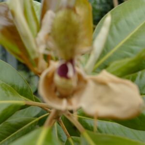 Magnolia grandiflora 'Ferruginea'