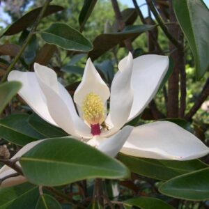 Magnolia grandiflora 'TMGH' (ALTA)