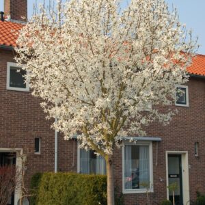 Magnolia kobus 'Esveld Select'