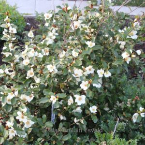 Magnolia laevifolia 'Gail's Favourite'