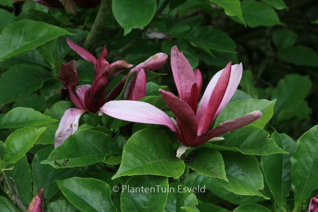 Magnolia liliiflora 'Nigra'