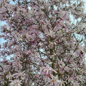 Magnolia loebneri 'Leonard Messel'