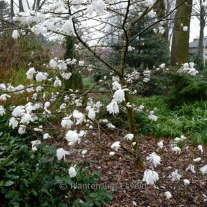 Magnolia loebneri 'Wildcat'