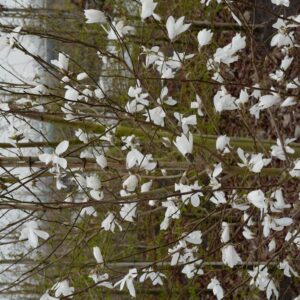 Magnolia proctoriana 'Slavin's Snowy'
