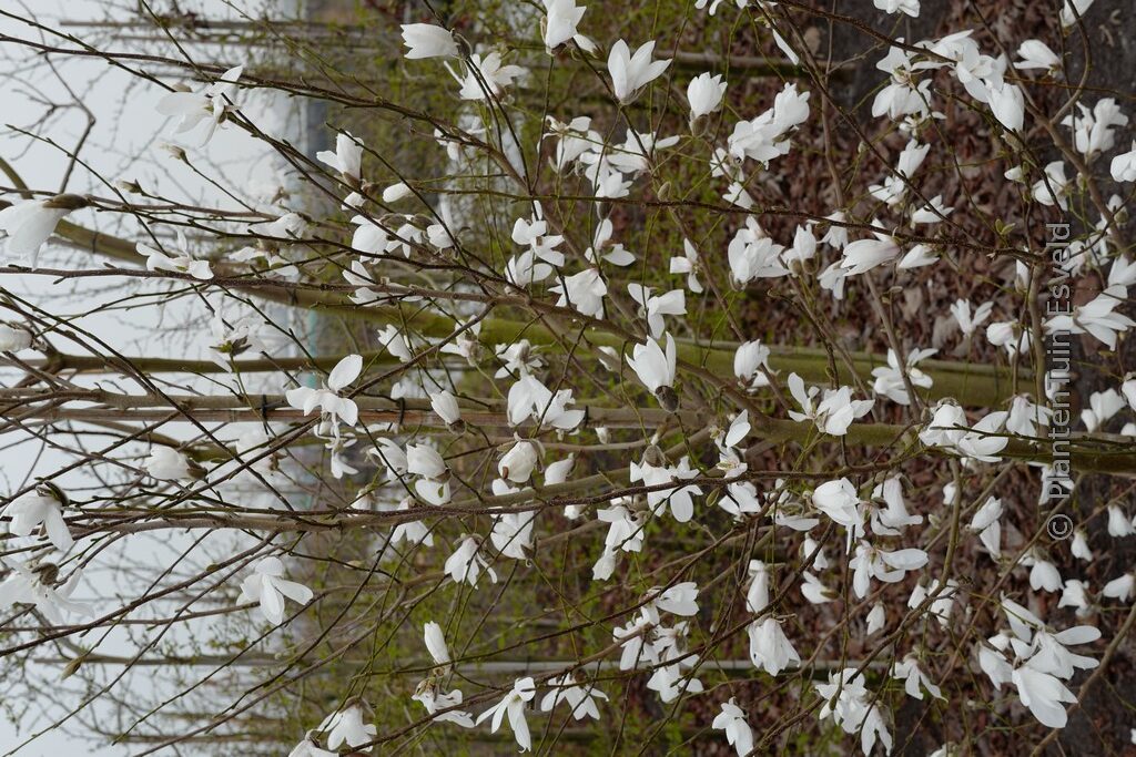 Magnolia proctoriana 'Slavin's Snowy'