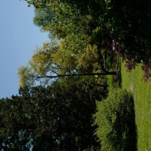 Magnolia salicifolia 'Louisa Fete'