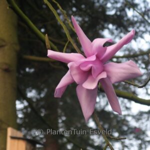 Magnolia sargentiana 'Blood Moon'