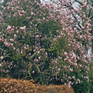 Magnolia soulangeana