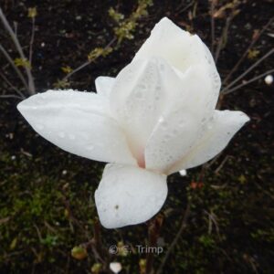 Magnolia soulangeana 'Alba Superba'
