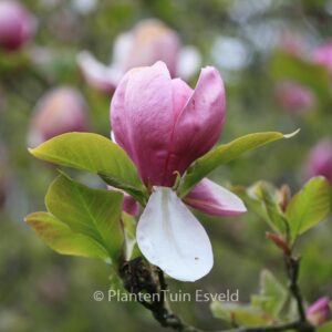 Magnolia soulangeana 'Lennei'