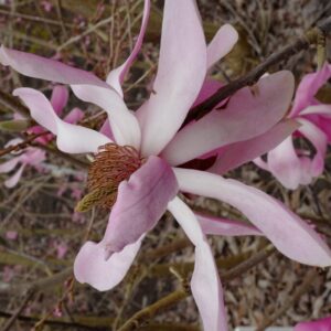 Magnolia sprengeri 'Pink Floyd'