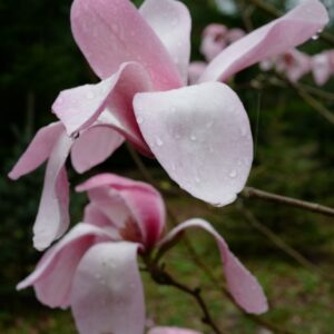 Magnolia sprengeri 'Westonbirt'