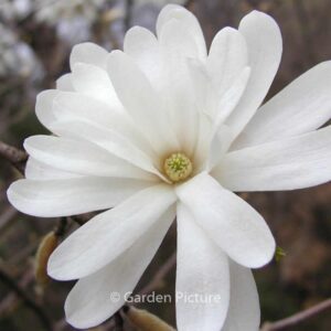 Magnolia stellata 'Royal Star'