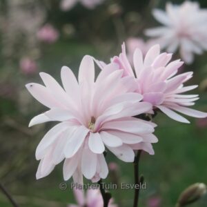 Magnolia stellata 'Shi Banchi Rosea'
