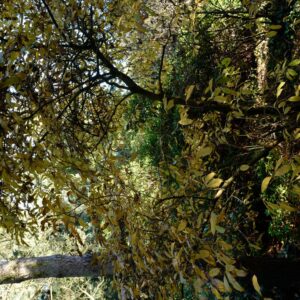 Magnolia stellata 'Waterlily'