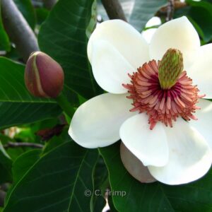Magnolia wieseneri