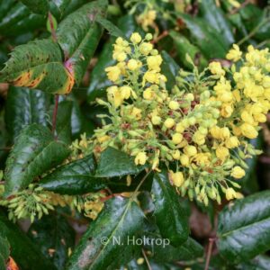 Mahonia aquifolium 'Apollo'