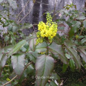 Mahonia aquifolium 'Atropurpurea'