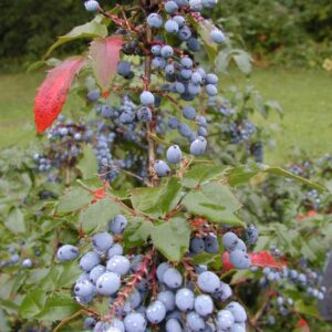 Mahonia aquifolium 'Smaragd'