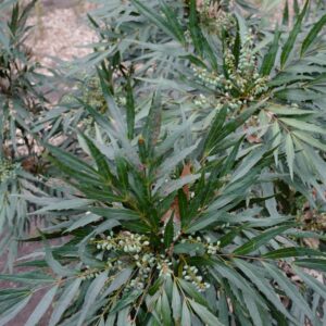 Mahonia eurybracteata 'Minganpi' (SWEET WINTER)