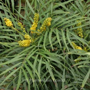 Mahonia eurybracteata 'Soft Caress'