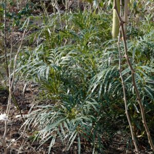Mahonia eurybracteata ganpinensis