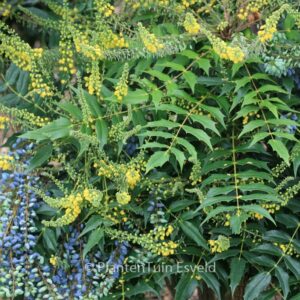 Mahonia media 'Charity'