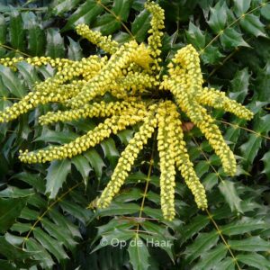 Mahonia napaulensis 'Maharajah'