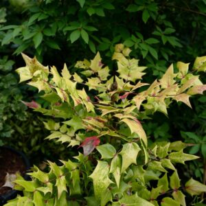 Mahonia sheridaniana