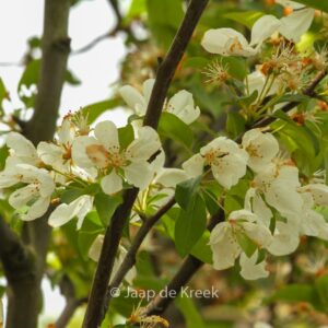 Malus 'Donald Wyman'